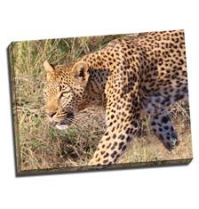 Image of Photos on Canvas 32 x 24 Gallery Wrap Canvas