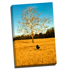 Image of Photos on Canvas 40 x 60 Gallery Wrap Canvas