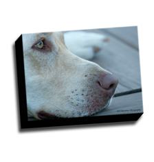 Image of Photos on Canvas 12 x 9 Gallery Wrap Canvas